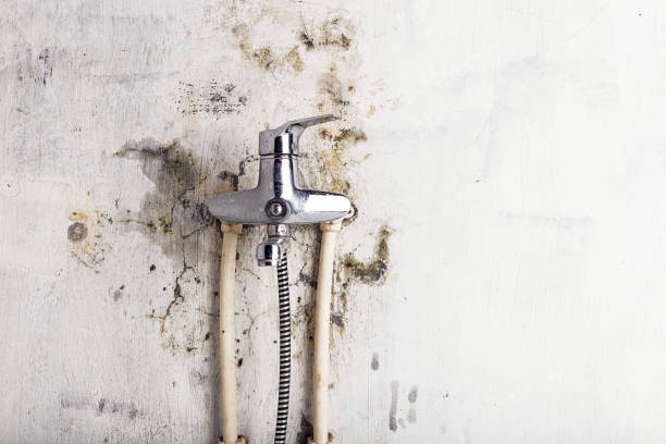 Best Professional Mold Removal  in Vonore, TN
