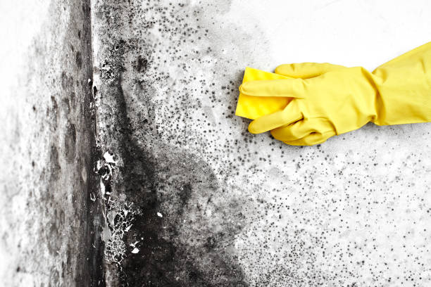 Best Commercial Mold Removal  in Vonore, TN
