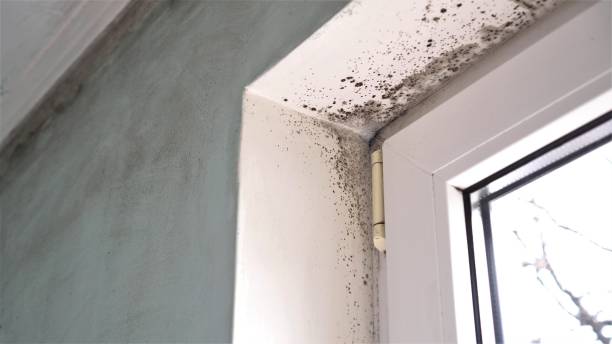 Best Mold Testing  in Vonore, TN