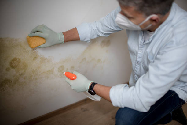 Best Fast Mold Removal  in Vonore, TN