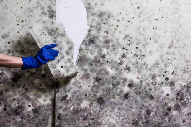 Reliable Vonore, TN Mold Removal Solutions