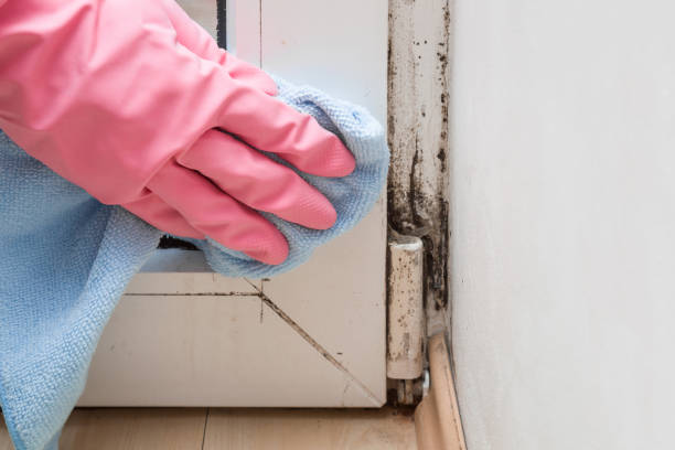 Best Toxic Mold Removal  in Vonore, TN